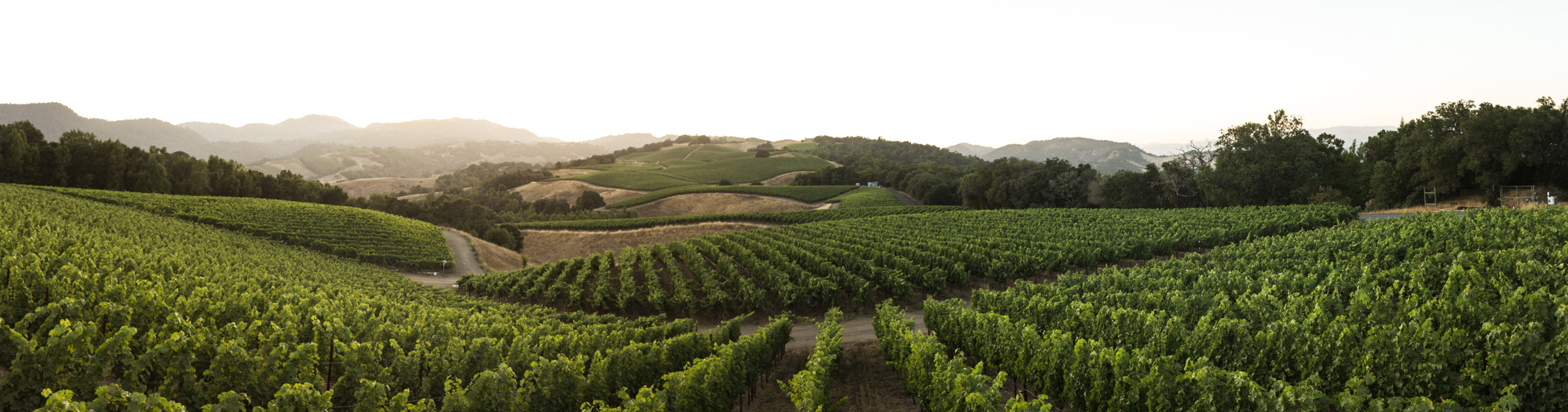 Progeny Vineyard panorama photo